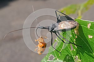 The wheel bug photo